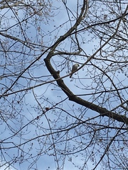 Spizella passerina passerina