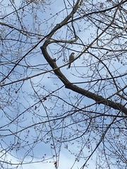 Spizella passerina passerina