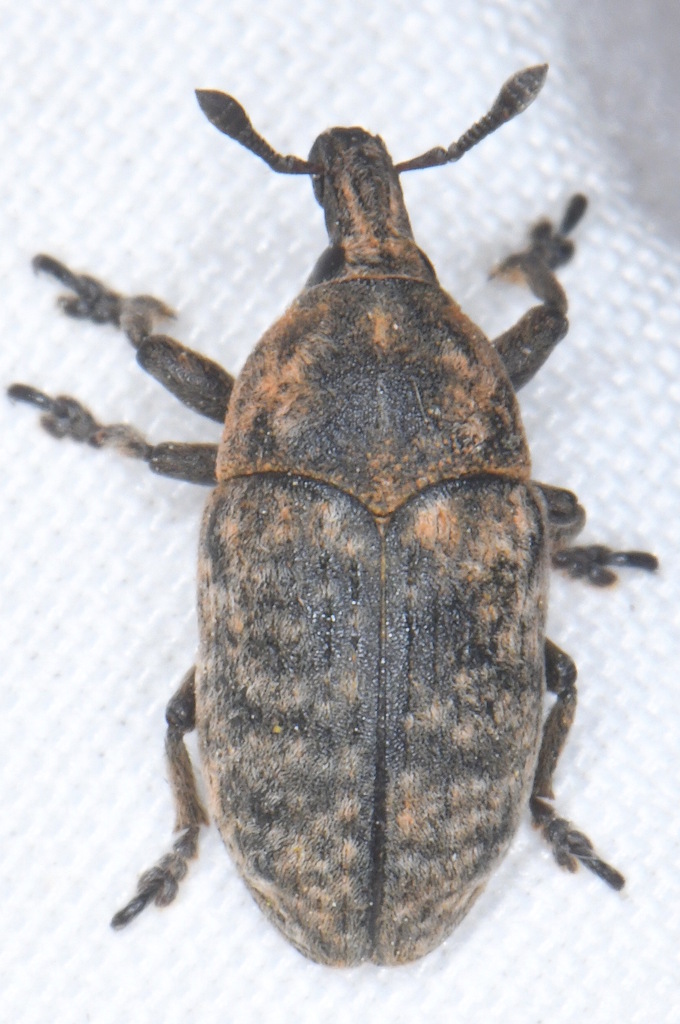Larinus reichei