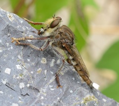 Promachus truquii