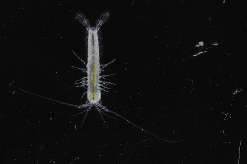 Table Mountain Cave Shrimp