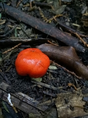 Leratiomyces erythrocephalus