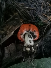 Leratiomyces erythrocephalus