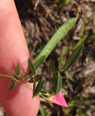 Tephrosia hispidula