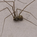 Cave Daddylonglegs - Photo (c) Peter Swart, some rights reserved (CC BY-NC), uploaded by Peter Swart