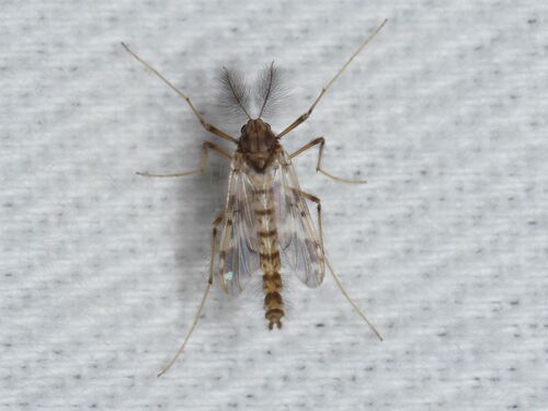 Psectrotanypus varius, photo 6 of 10