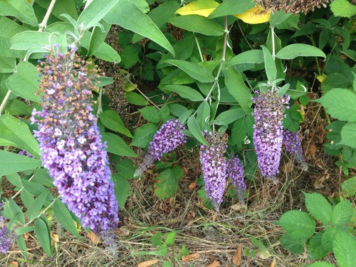 Buddleja davidii