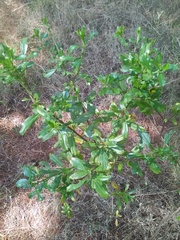Baccharis heterophylla