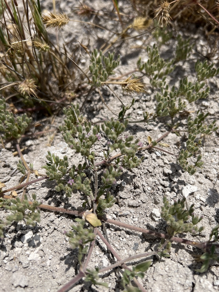 Saponaria halophila