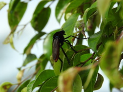 Archilestris magnificus
