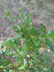 Baccharis heterophylla