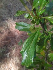 Baccharis heterophylla