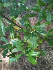 Baccharis heterophylla