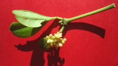 Eumachia chaenotricha