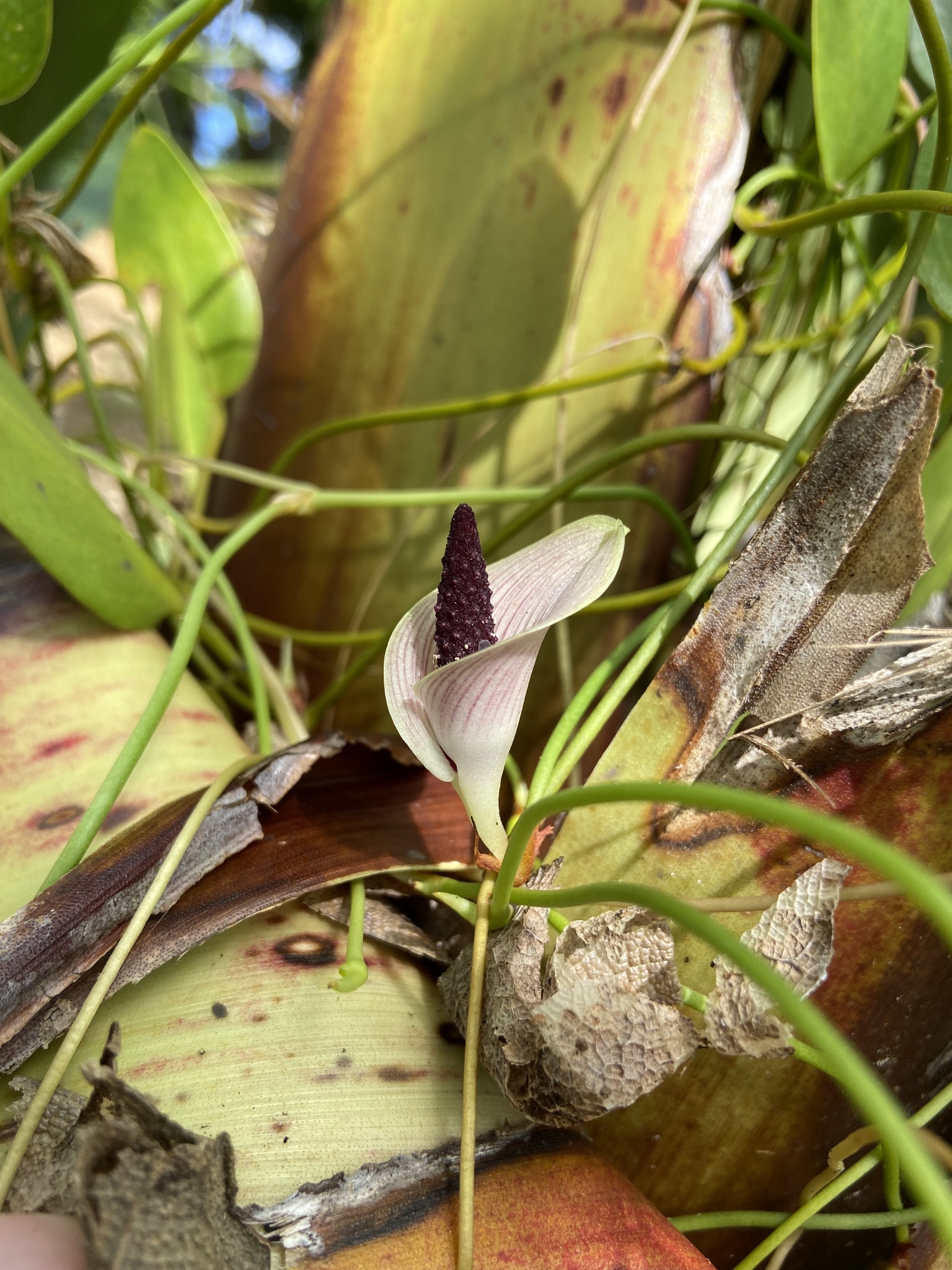 Anthurium bromelicola Mayo & L.P.Félix 2