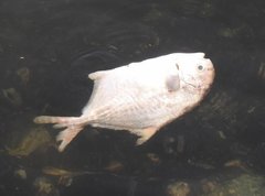 Trachinotus