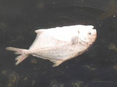 Trachinotus