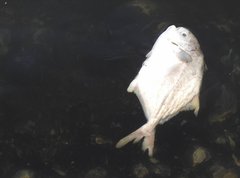 Trachinotus