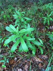 Lithospermum virginianum