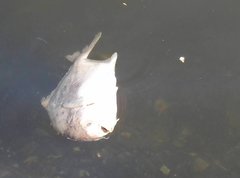 Trachinotus