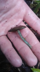 Psilocybe ovoideocystidiata