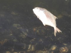 Trachinotus