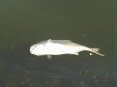 Trachinotus