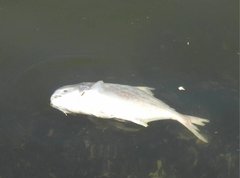 Trachinotus