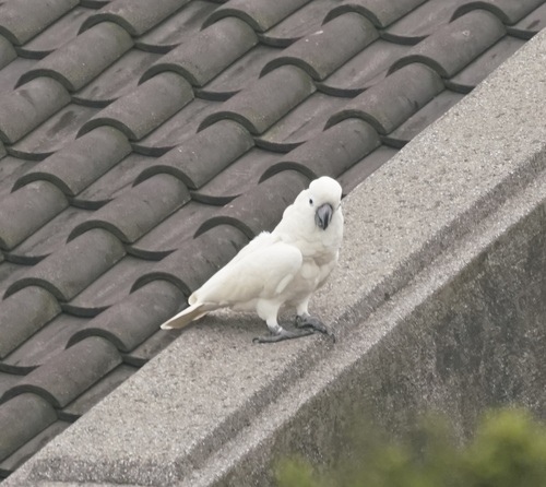 White Cockatoo (Cacatua alba), photo 5