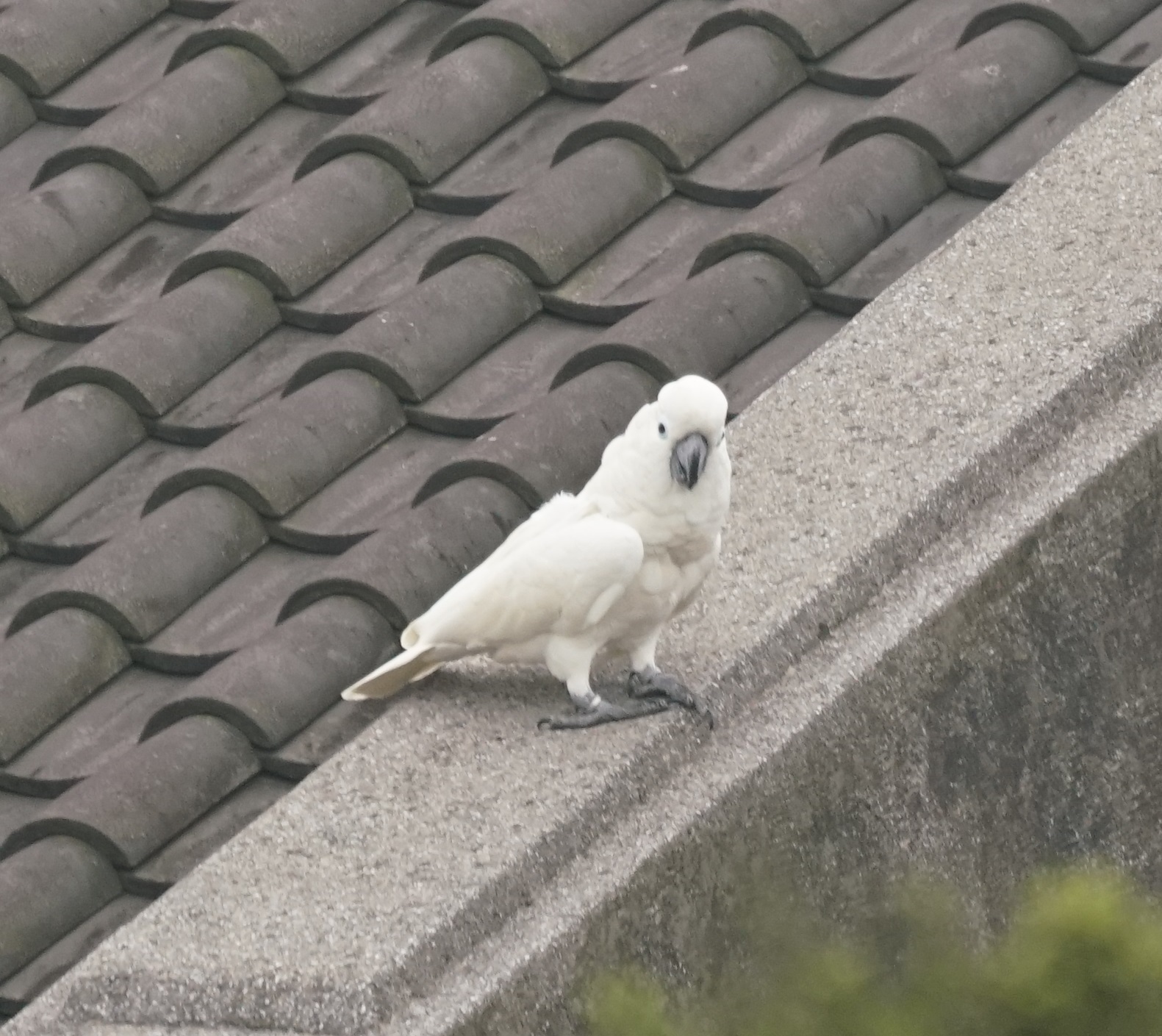 White Cockatoo (Cacatua alba), photo 4