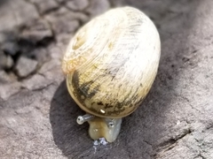 Otala lactea