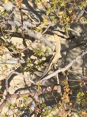 Urosaurus graciosus