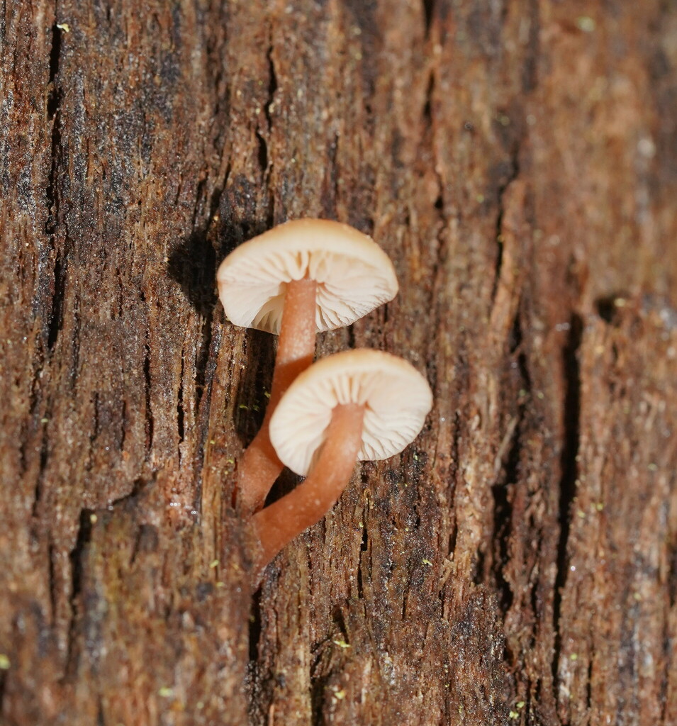 Rhodocollybia eucalyptorum from Ada VIC 3833, Australia on May 29, 2024 ...