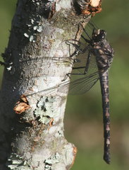 Tachopteryx thoreyi