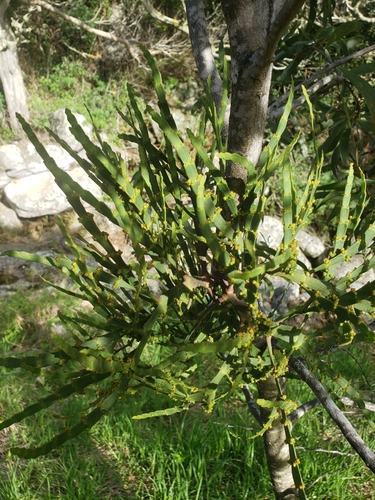 Image of Korthalsella complanata by no rights reserved