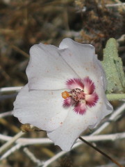 Hibiscus denudatus