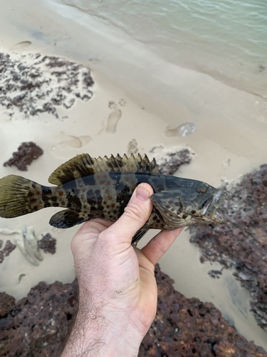 Goldspotted Rockcod