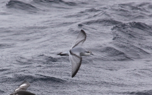 Fulmar Prion (Pachyptila crassirostris), photo 3