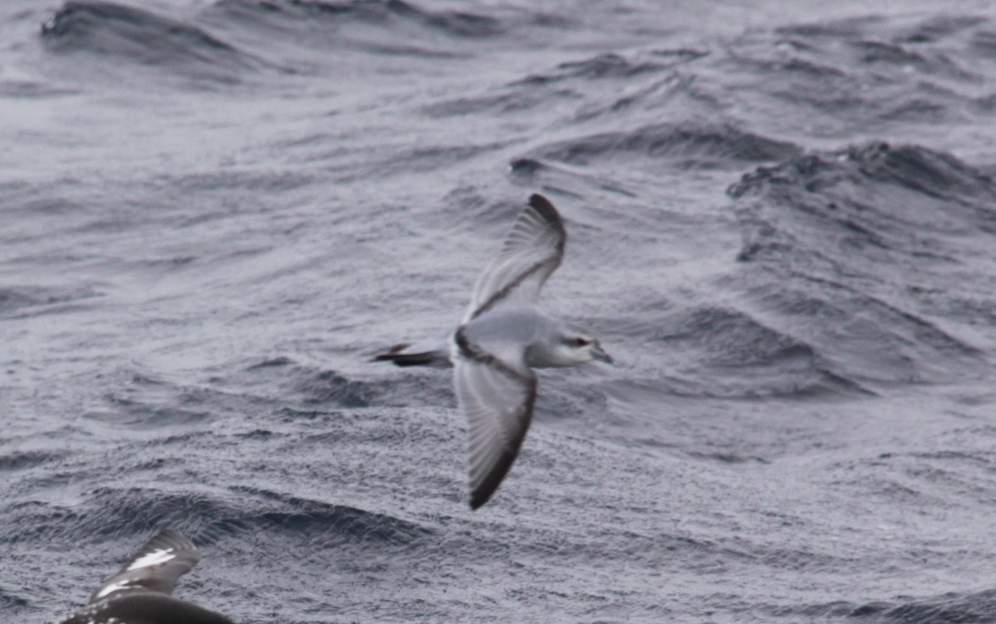 Fulmar Prion (Pachyptila crassirostris), photo 3