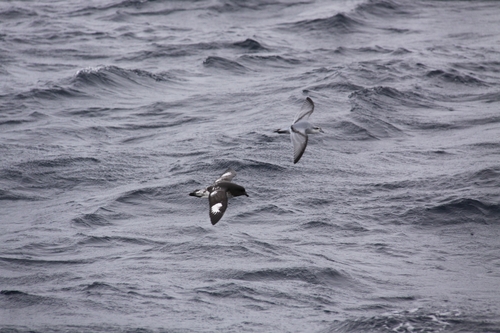 Fulmar Prion (Pachyptila crassirostris), photo 4