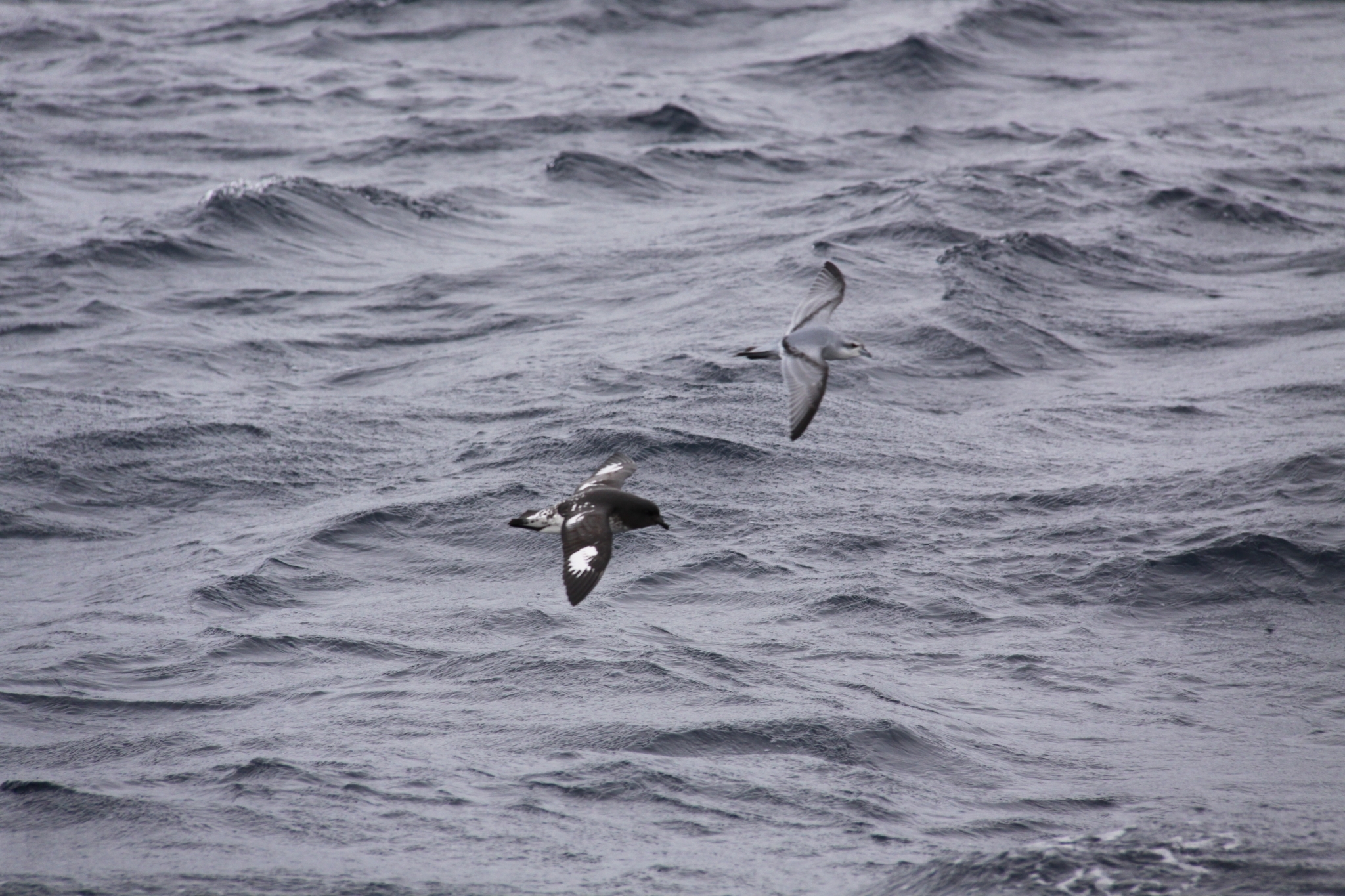 Fulmar Prion (Pachyptila crassirostris), photo 4