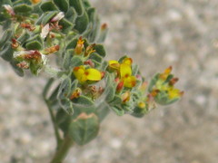 Acmispon