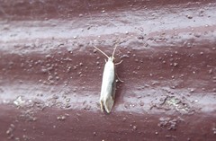 Sagephora phortegella