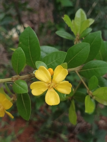 Hugonia mystax (Hugonia mystax)