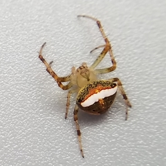 Araneus miniatus