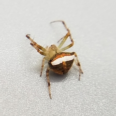 Araneus miniatus