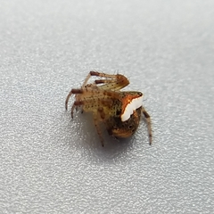 Araneus miniatus
