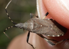 Dicranocephalus agilis