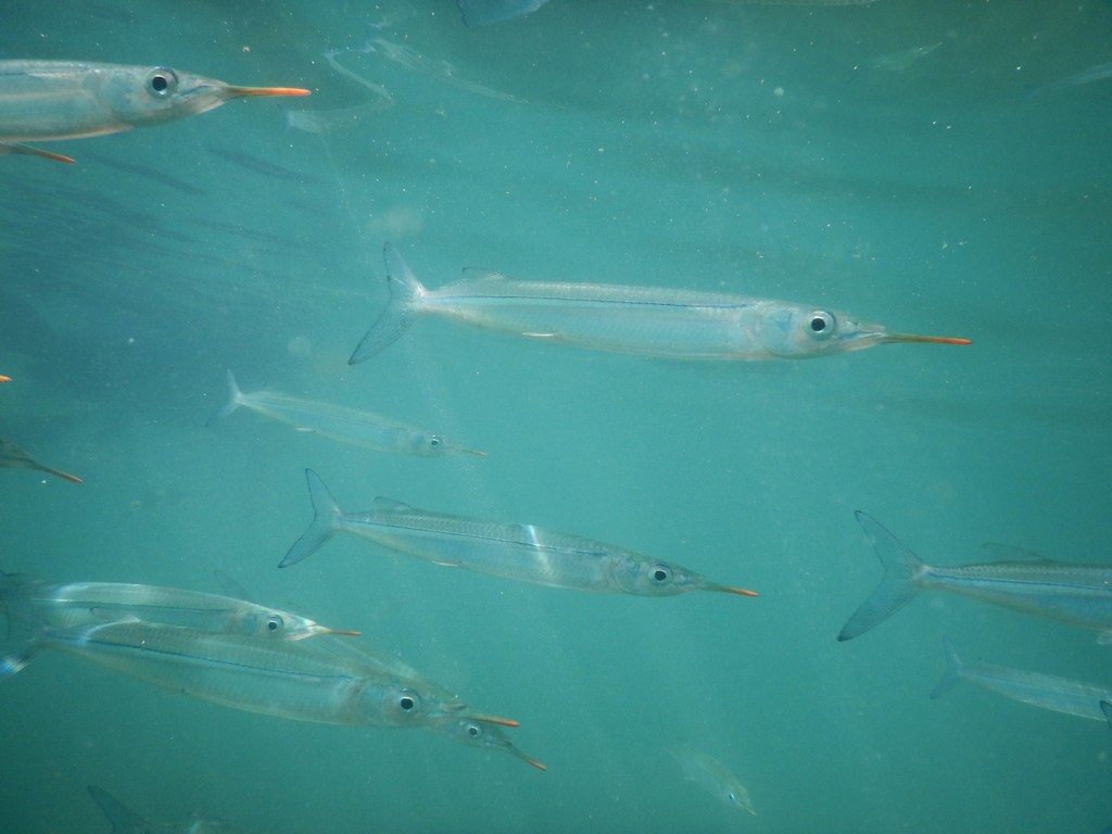 Garfish (Hyporhamphus quoyi) — Hemiramphidae