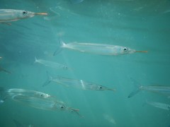 Longtail Garfish photo 3